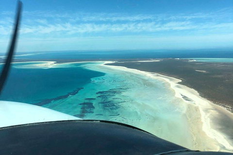 Monkey Mia Dolphins & Shark Bay Air Tour From Perth - Tweed Heads Accommodation 4