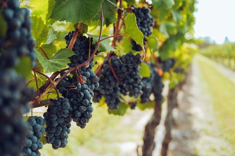 Yarra Valley 2-6 Guests With Lunch And Gin Tasting At Four Pillars - Tweed Heads Accommodation 1