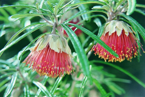 Full-Day Pinnacles Desert And Yanchep National Park Tour From Perth - Tweed Heads Accommodation 1