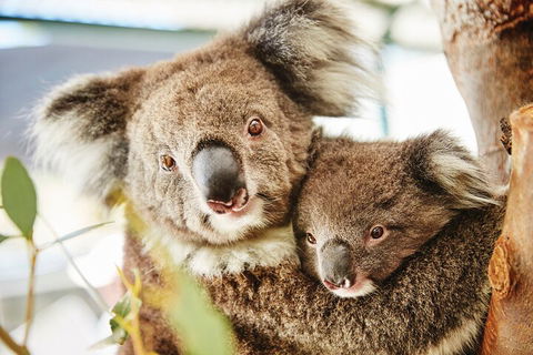 Full-Day Pinnacles Desert And Yanchep National Park Tour From Perth - Tweed Heads Accommodation 5