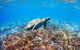 Great Barrier Reef Day Cruise To Reefworld - thumb 5