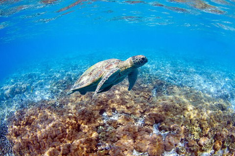 Great Barrier Reef Day Cruise To Reefworld - Tweed Heads Accommodation 5