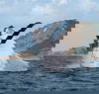 Byron Bay Whale Watching Cruise - Tweed Heads Accommodation