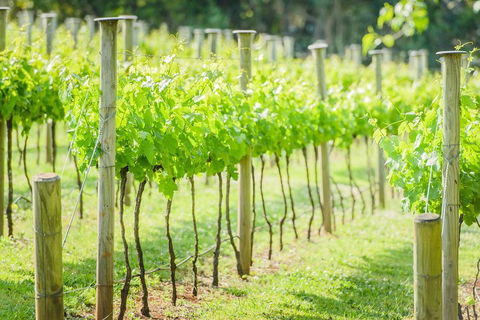 Deluxe Winery Tour To Tamborine Mountain, Includes Gourmet Two Course Lunch - Tweed Heads Accommodation 5