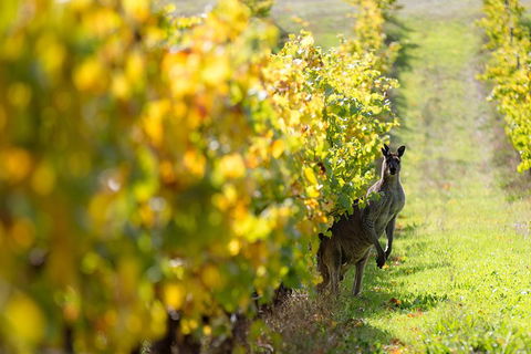 Margaret River 3 Day Escape - Tweed Heads Accommodation 4