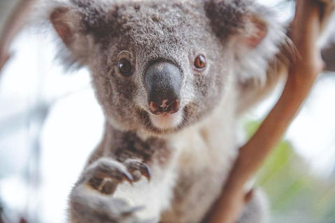 Hop-On Hop-Off Bus And PLUS 4 Merlin Attractions - Tweed Heads Accommodation 2