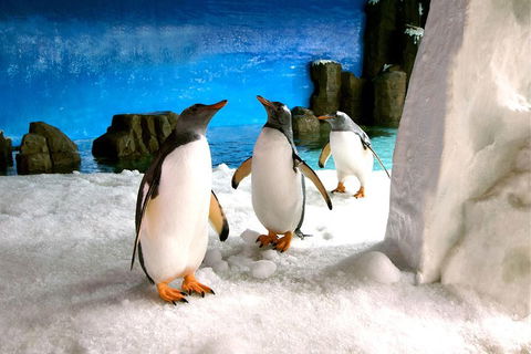 Penguin Passport At SEA LIFE Melbourne Aquarium - Tweed Heads Accommodation 1