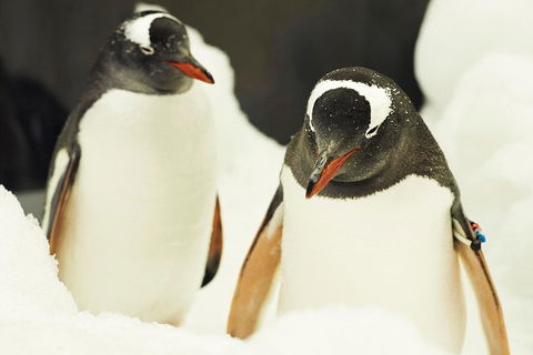 Penguin Passport At SEA LIFE Melbourne Aquarium - Tweed Heads Accommodation 2