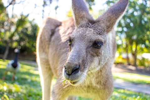 Virtual Interactive Australian Wildlife Tour With Private Guide-Wildlife Habitat - Tweed Heads Accommodation 2