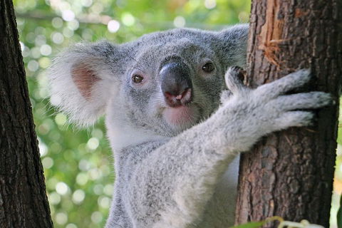 Virtual Interactive Australian Wildlife Tour With Private Guide-Wildlife Habitat - Tweed Heads Accommodation 3