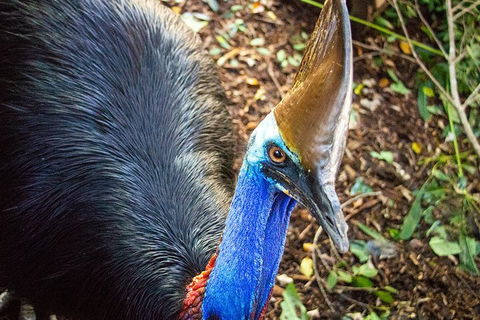 Virtual Interactive Australian Wildlife Tour With Private Guide-Wildlife Habitat - Tweed Heads Accommodation 5