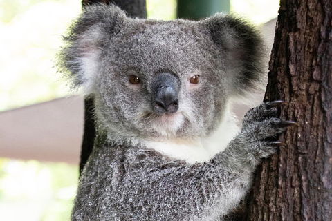 Wildlife Habitat Port Douglas - Tweed Heads Accommodation 1