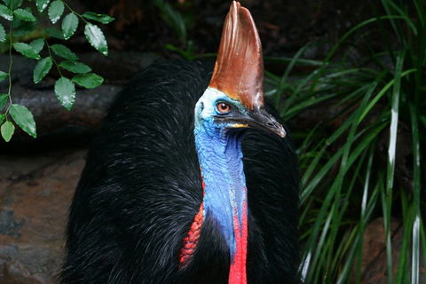 Wildlife Habitat Port Douglas - Tweed Heads Accommodation 3