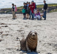 Kangaroo Island in a Day Tour from Adelaide - Tweed Heads Accommodation
