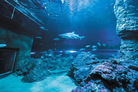 Dive With Sharks At AQWA - Tweed Heads Accommodation 3