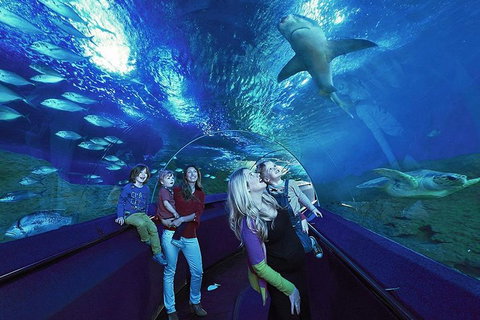 Dive With Sharks At AQWA - Tweed Heads Accommodation 5