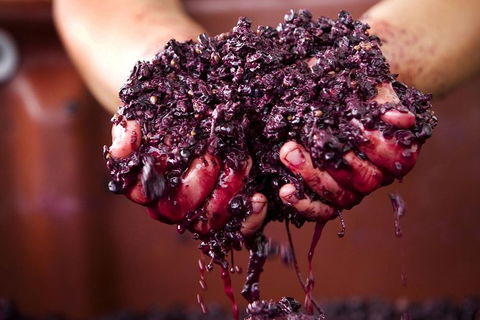 CHEVY CONVERTIBLE Package For 4 -Wine Lunch Cheese & Chocolate From Yarra Valley - Tweed Heads Accommodation 5