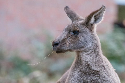 Grampians National Park With Kangaroos And MacKenzie Falls From Melbourne - Tweed Heads Accommodation 0