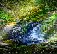 Day Tour in Mt. Field Mt. Wellington Bonorong Wildlife Sanctuary and Richmond - Tweed Heads Accommodation
