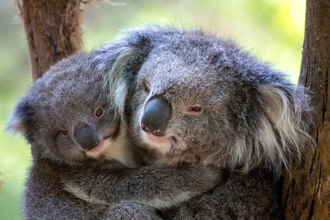 Healesville Sanctuary General Entry Ticket - Tweed Heads Accommodation 0