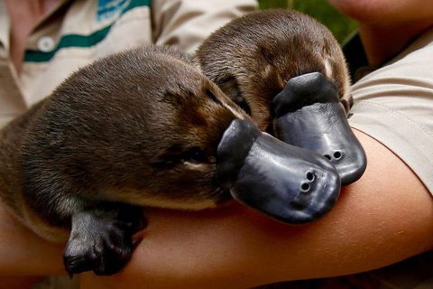 Healesville Sanctuary General Entry Ticket - Tweed Heads Accommodation 1