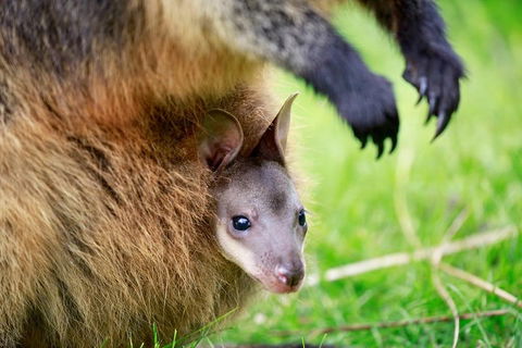 Healesville Sanctuary General Entry Ticket - Tweed Heads Accommodation 2