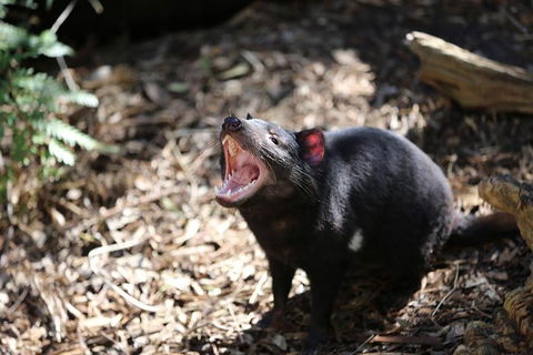 Healesville Sanctuary General Entry Ticket - Tweed Heads Accommodation 3