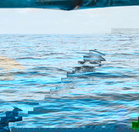 Cruise with Dolphins in Byron Bay - Tweed Heads Accommodation