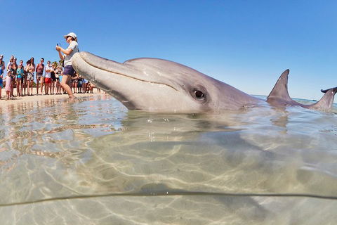 7-Day Exmouth Explorer Via Pinnacles Monkey Mia Ningaloo Reef Returning To Perth - Tweed Heads Accommodation 1