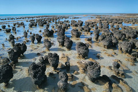 7-Day Exmouth Explorer Via Pinnacles Monkey Mia Ningaloo Reef Returning To Perth - Tweed Heads Accommodation 3