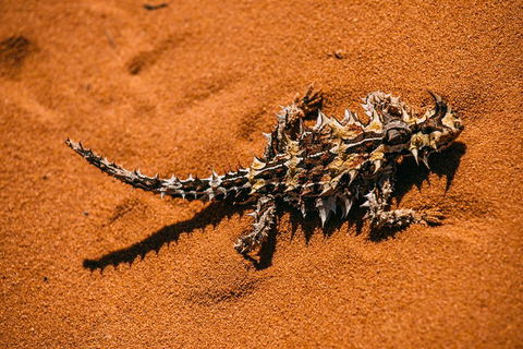 4-Day Coastal Loop Via Monkey Mia Wild Dolphins Kalbarri Pinnacles Perth Return - Tweed Heads Accommodation 5