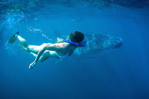 6-Day Coral Coaster From Perth To Exmouth One-Way Via Monkey Mia Ningaloo Reef - Tweed Heads Accommodation 3
