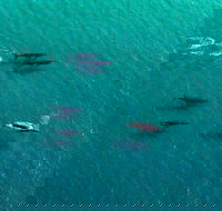 40-45 Minute Port Stephens and Stockton Beach Helicopter Flight - For 2 - Tweed Heads Accommodation