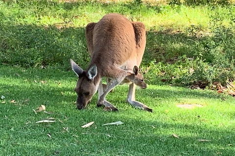 Pinnacles Day Trip From Perth Including Yanchep National Park - Tweed Heads Accommodation 4