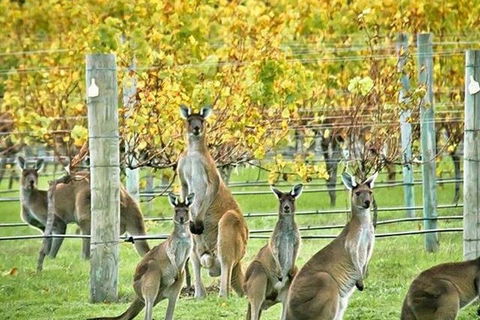 Margaret River Indulge And Discover Day Tour - Tweed Heads Accommodation 0