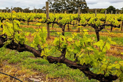 Margaret River Indulge And Discover Day Tour - Tweed Heads Accommodation 5
