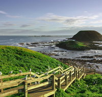 Full-Day Private Australian Wildlife Tour of Phillip Island - Tweed Heads Accommodation
