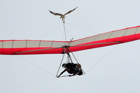 Hang Gliding With HangglideOz - Tweed Heads Accommodation 0