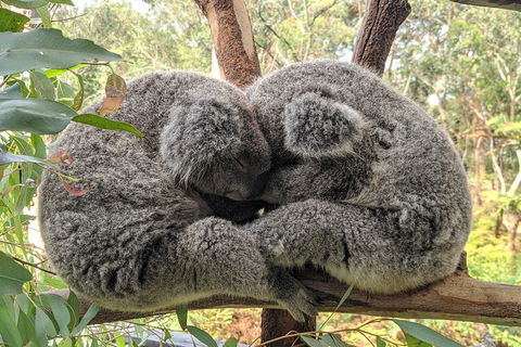 Central Coast Explorer With 'Personalised Sydney Tours' - Tweed Heads Accommodation 5