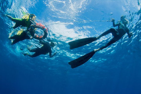 Passions Of Paradise Great Barrier Reef Snorkel And Dive Cruise From Cairns By Luxury Catamaran - Tweed Heads Accommodation 2