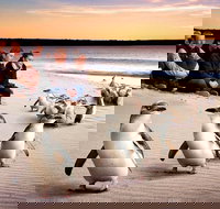 Private Tour Penguin Parade Phillip Island Tour. - Tweed Heads Accommodation