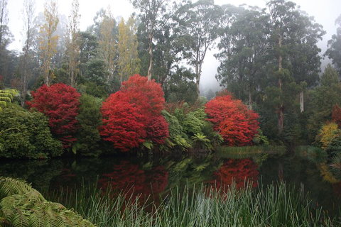 LGBT+ Friendly Full Day Yarra Valley & Dandenong Ranges Private Tour - Tweed Heads Accommodation 2