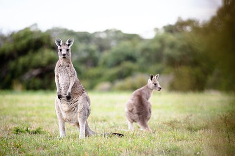LGBT+ Friendly 3 Day Tour The Grampians, Daylesford & Ballarat - Tweed Heads Accommodation 2