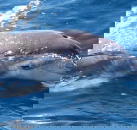 Jervis Bay Dolphin Watch Cruise - Tweed Heads Accommodation