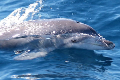Jervis Bay Dolphin Watch Cruise - Tweed Heads Accommodation 0
