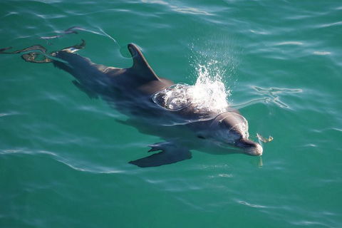 Jervis Bay Dolphin Watch Cruise - Tweed Heads Accommodation 1