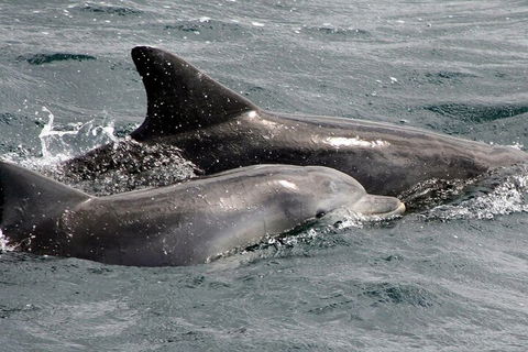 Jervis Bay Dolphin Watch Cruise - Tweed Heads Accommodation 2