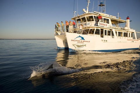 Jervis Bay Dolphin Watch Cruise - Tweed Heads Accommodation 3