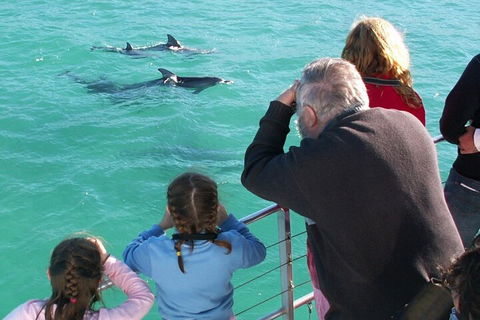 Jervis Bay Dolphin Watch Cruise - Tweed Heads Accommodation 4
