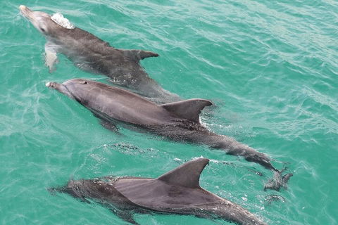 Jervis Bay Dolphin Watch Cruise - Tweed Heads Accommodation 5